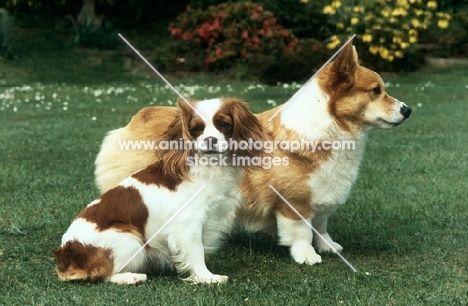 cavalier king charles spaniel and pembroke corgi together