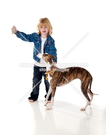 Whippet playing with child