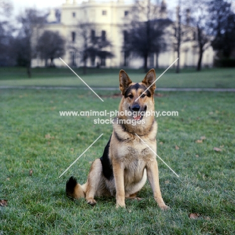 german shepherd dog from druidswood