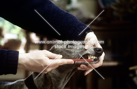 cleaning the teeth of a greyhound with tooth brush