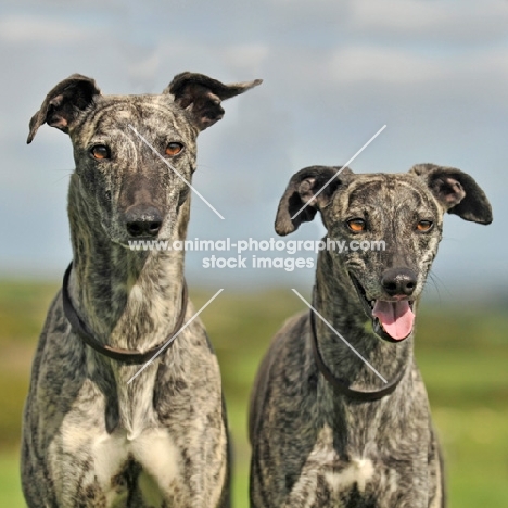 two Lurchers