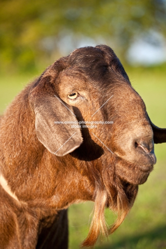 boer meat goat, billy goat
