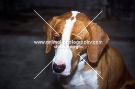 istrian hound, smooth haired, head study