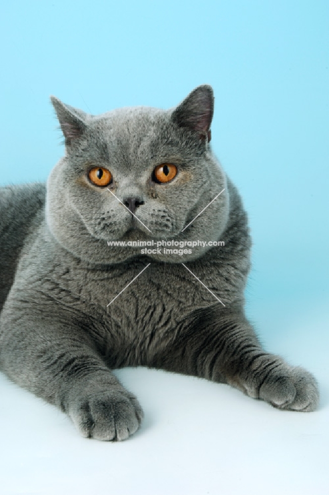blue british shorthair cat portrait