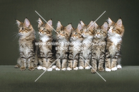 Seven Maine Coon kittens all in a row