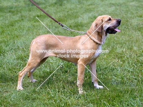 golden girl v.karo-sesander bdsgrigi, fila brasilieiro standing on grass