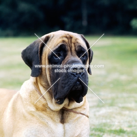 baron winston of buckhall, mastiff head portrait