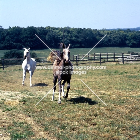 two Arab UK mares chasing each other in field