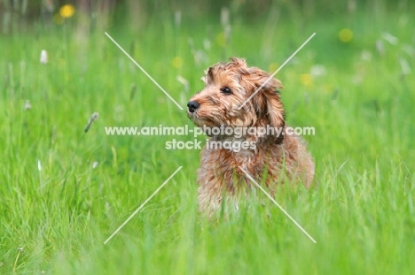 Cockapoo puppy in field