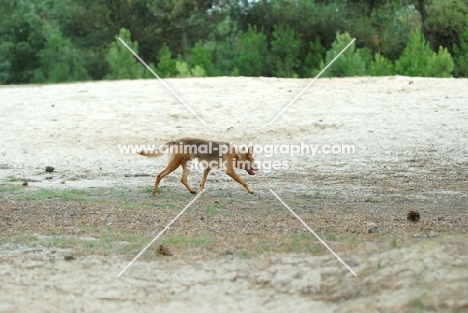 American Indian Dog walking