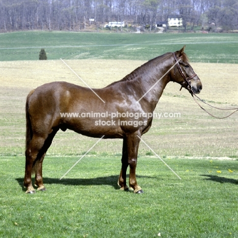 morgan horse in usa, traditional
