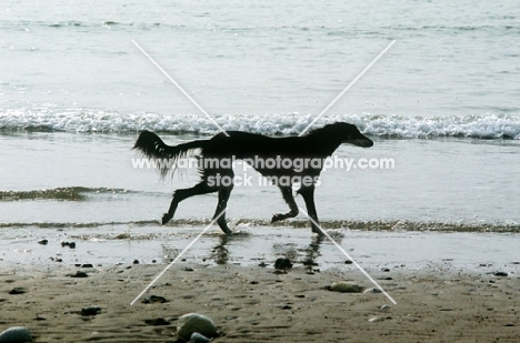 saluki on the beach in silhouette