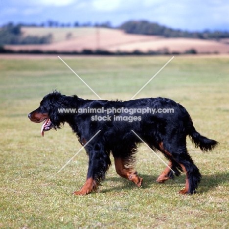 gordon setter walking in countryside