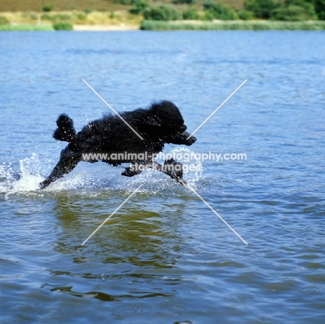 ch montravia tommy gun,standard poodle running across Frensham Ponds, best in show crufts 1985