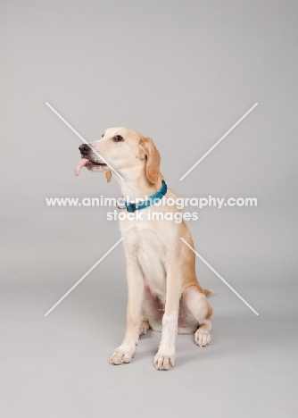 Hound mix sitting in studio with tongue sticking out.