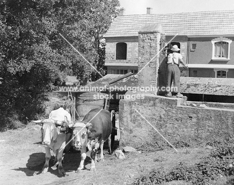 roadside scene with bullock cart in southern france