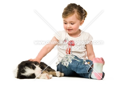 Bearded collie dog and girl isolated on a white background