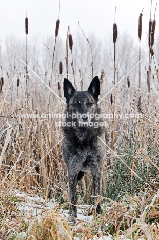 Dutch Shepherd Dog, shorthaired