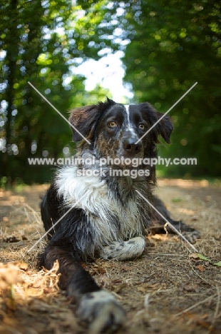 blue merle australian shepherd resting in the forest and looking regal