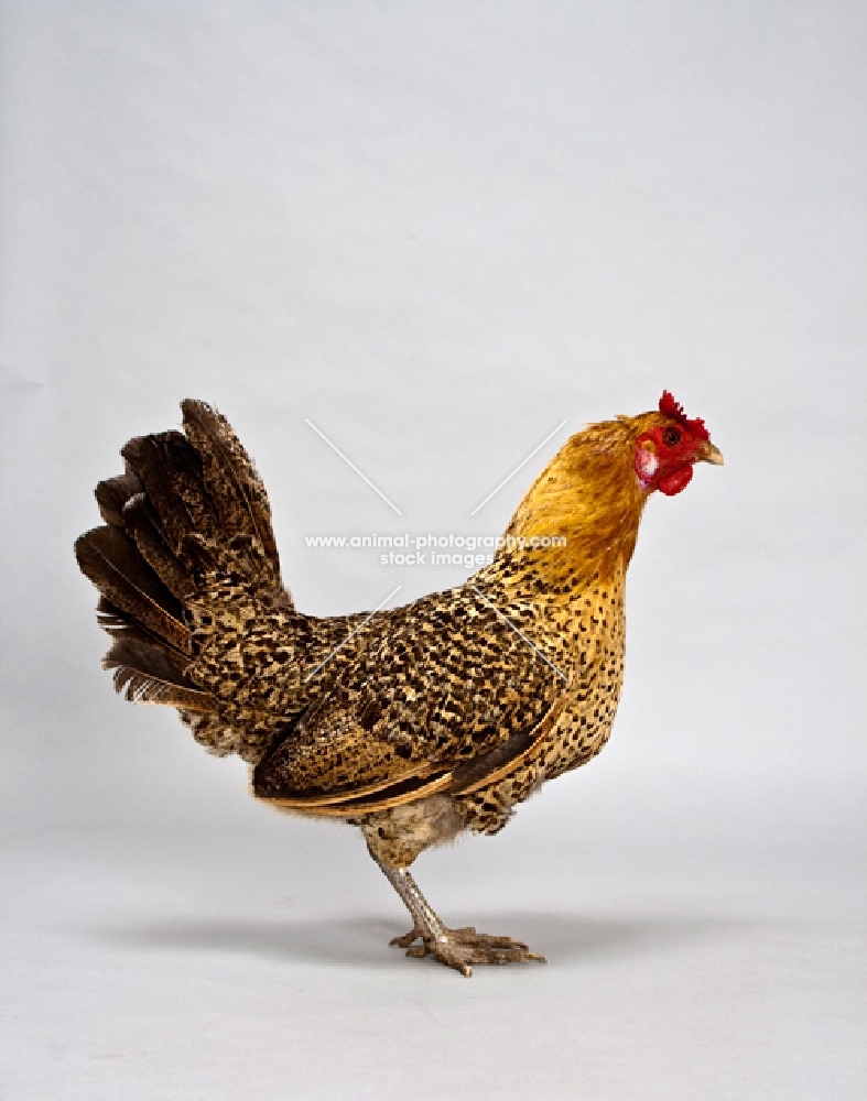 Golden Laced Wyandotte Chicken standing in studio