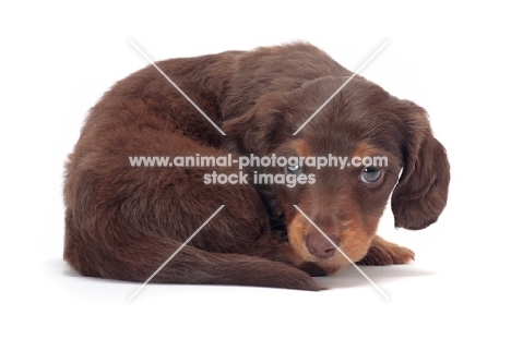 Chocolate Tan coloured longhaired miniature Dachshund puppy