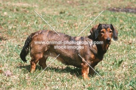 Alpine Dachsbracke, standing on grass