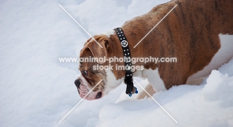 Old English Bulldog walking through snow