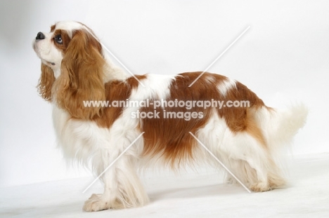 Blenheim Cavalier King Charles Spaniel