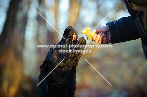 black Labrador Retriever receiving biscuit
