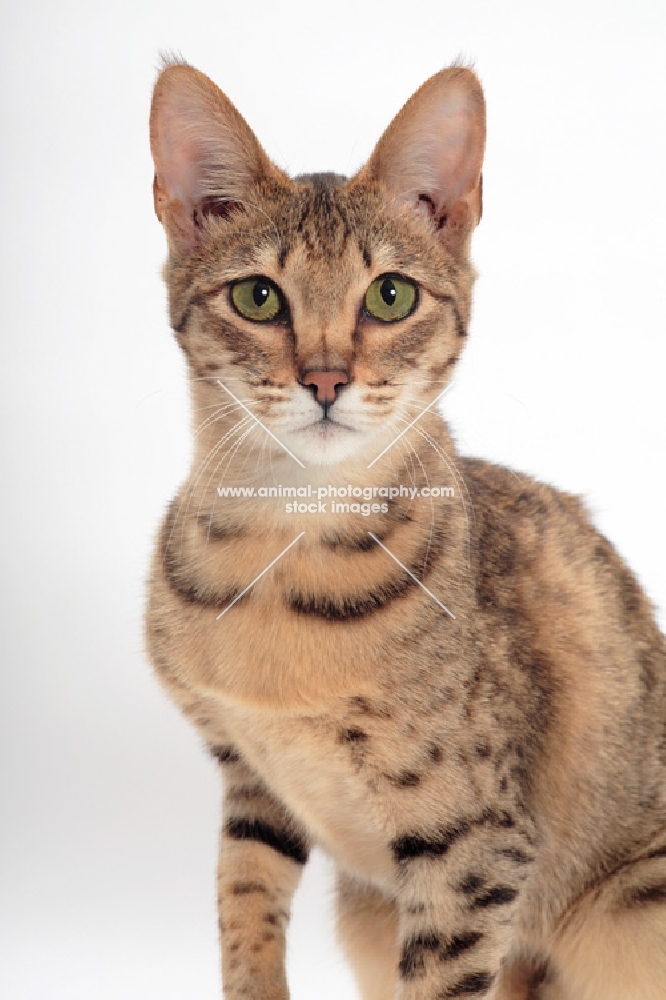 female Savannah cat on white background, looking at camera