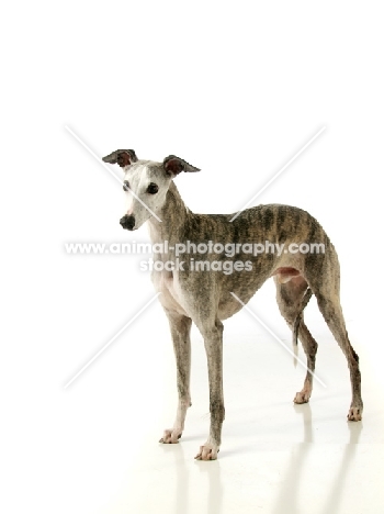 American Show Bred Whippet