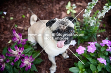 pug sitting in flowerbed