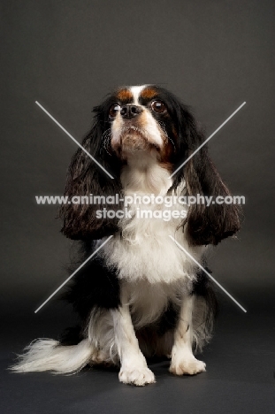 black, brown and white King Charles Spaniel on a black background
