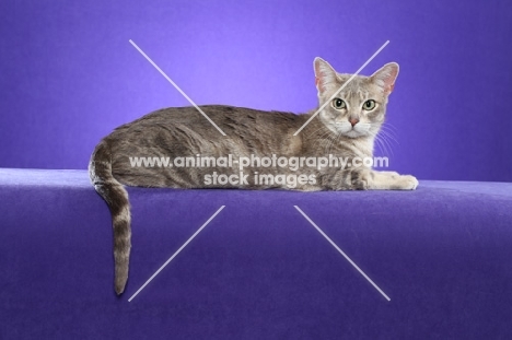 marble Australian Mist cat on periwinkle background