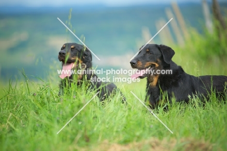 Two Beauceron with tongue out, resting in tall grass