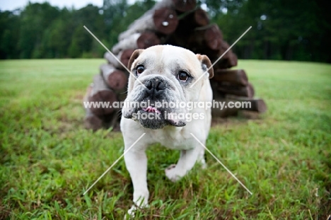 english bulldog walking with tongue curled