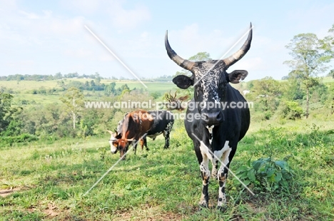 Nguni Cattle