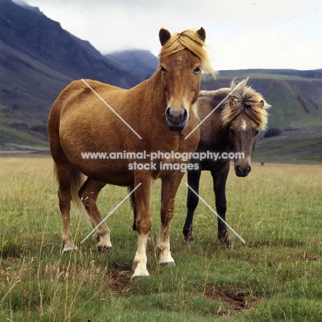 Iceland horses, mare and foal,  at Kalfstindar