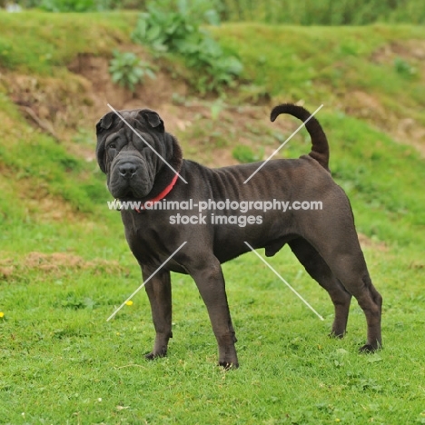 brush coat shar pei stood in grass