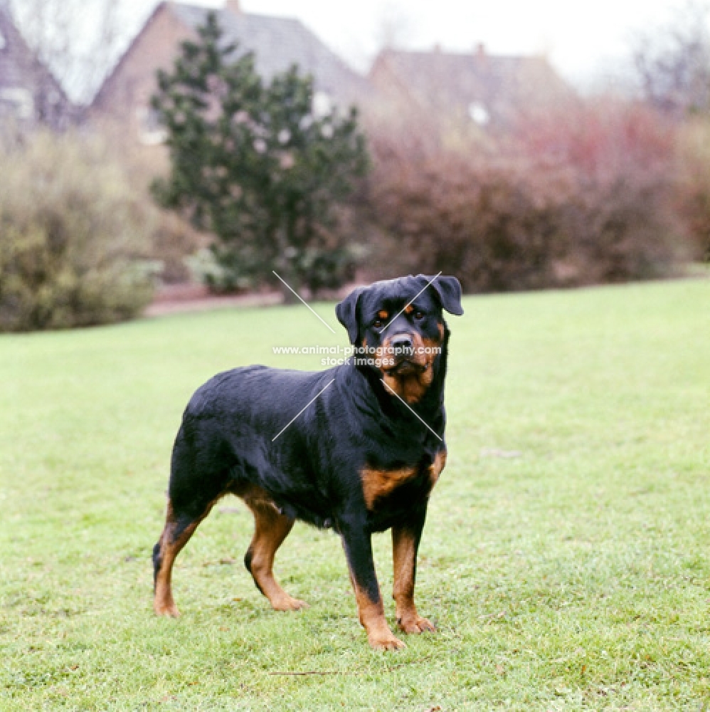 rottweiler in germany looking at camera
