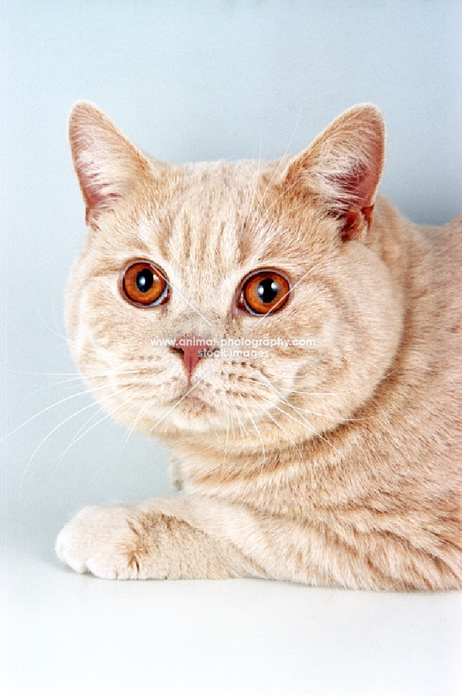 cream British Shorthair cat, lying down