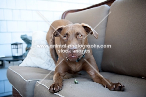 chocolate pit bull mix play bowing on couch with treat in mouth