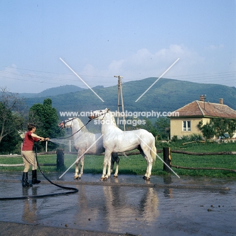 Washing lipizzaners at szilvasvarad
