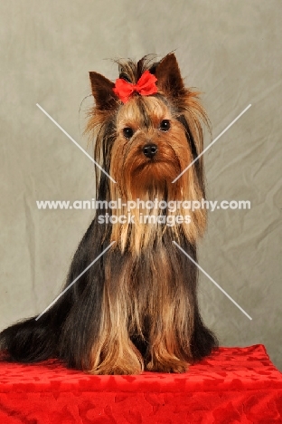 Yorkshire Terrier with red bow