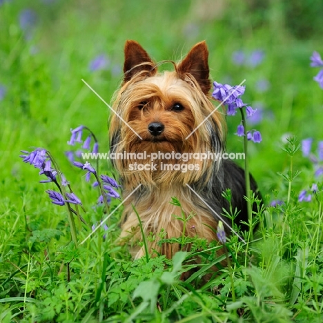Yorkshire Terrier in grass