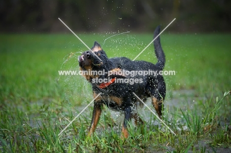 black and tan mongrel dog shaking off water