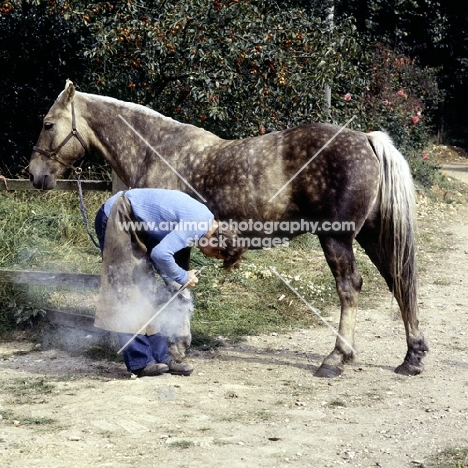 farrier hot shoeing