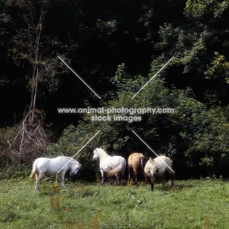 four Highland Pony mares browsing at Nashend 