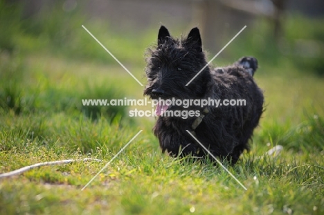 Scottish Terrier puppy running in a field