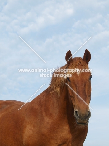 Suffolk Punch with blue sky background